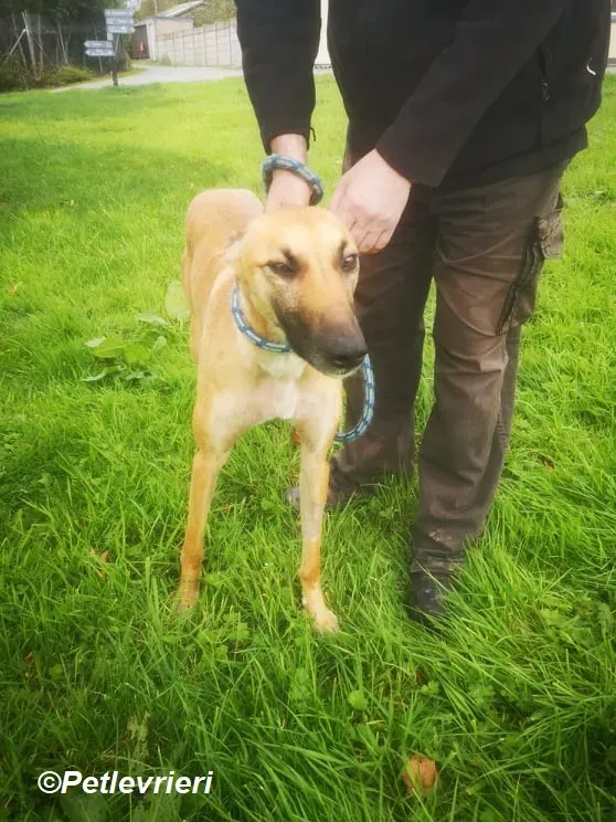 Hope adozione levrieri greyhound 12