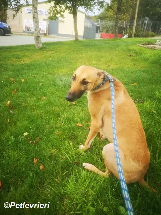 Hope adozione levrieri greyhound 13