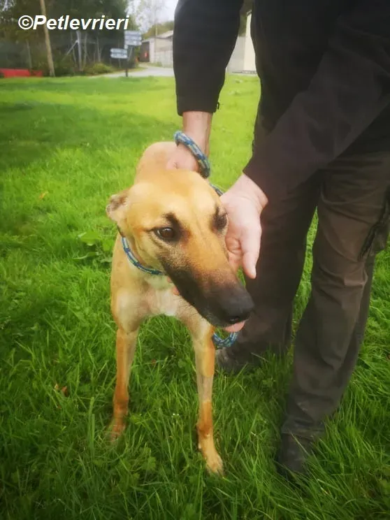 Hope adozione levrieri greyhound 14