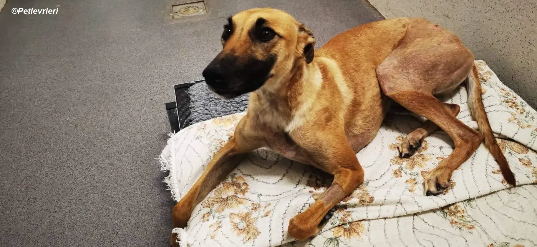 Hope adozione levrieri greyhound 2