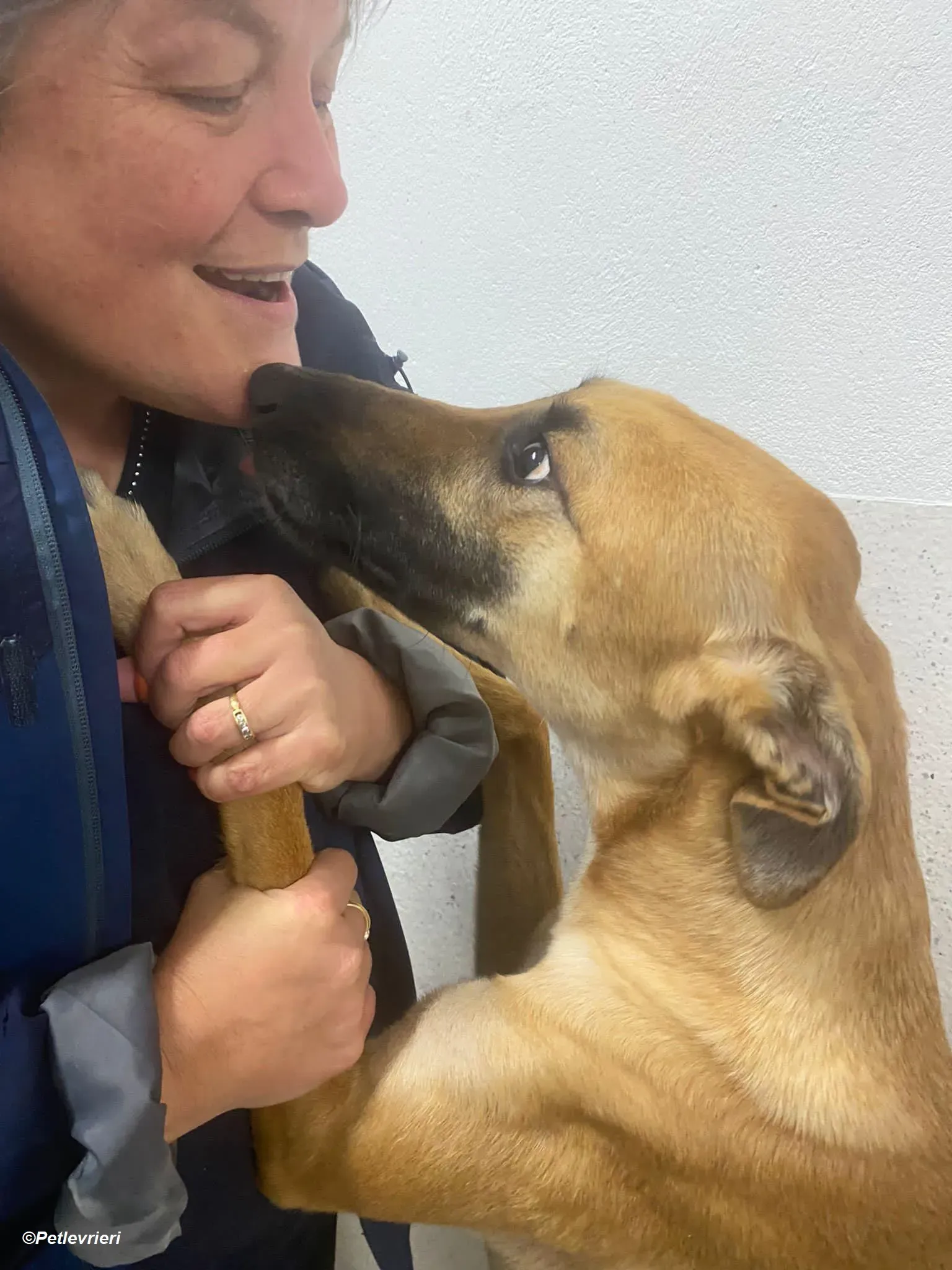 Hope adozione levrieri greyhound 16