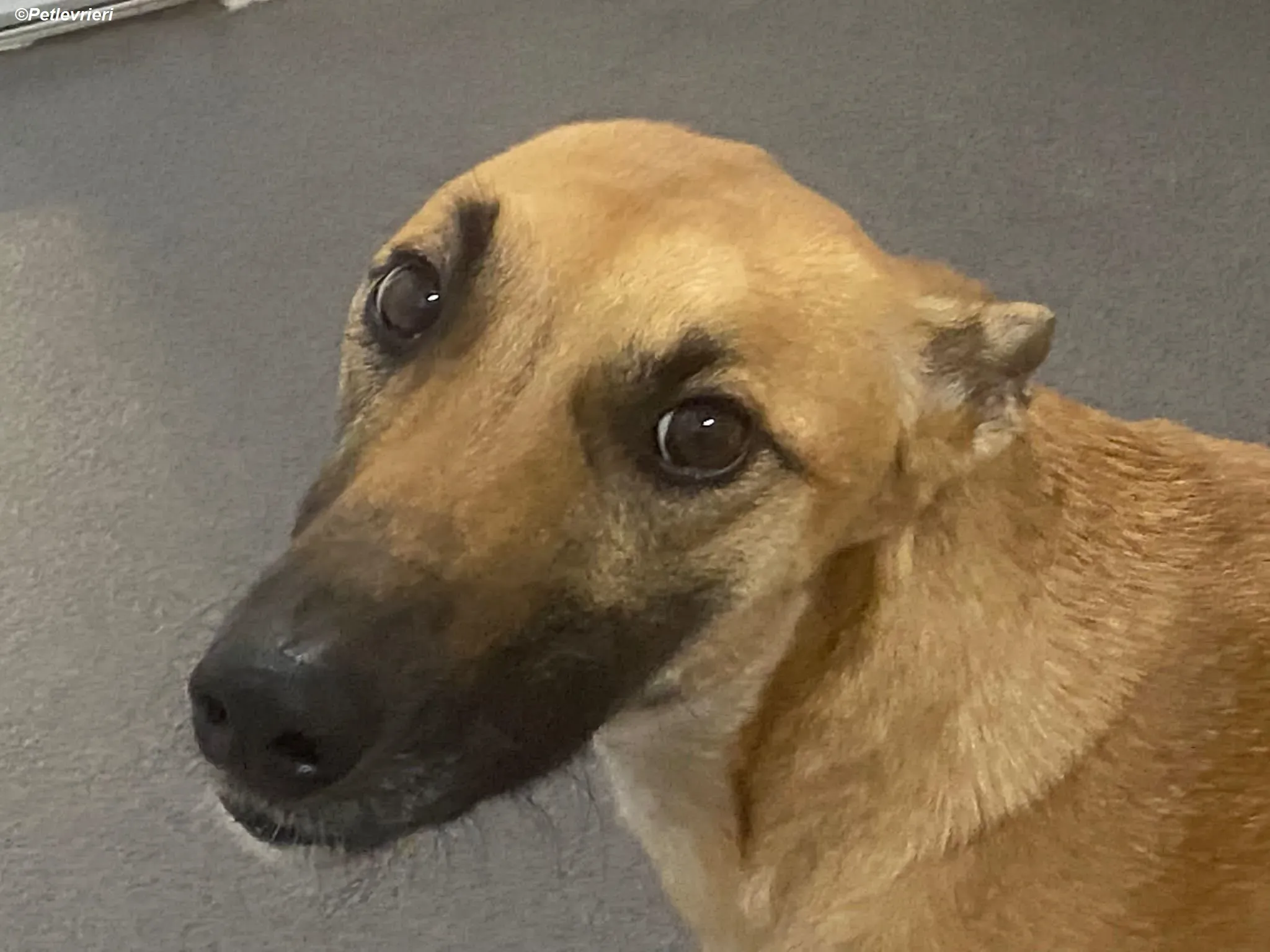 Hope adozione levrieri greyhound 17