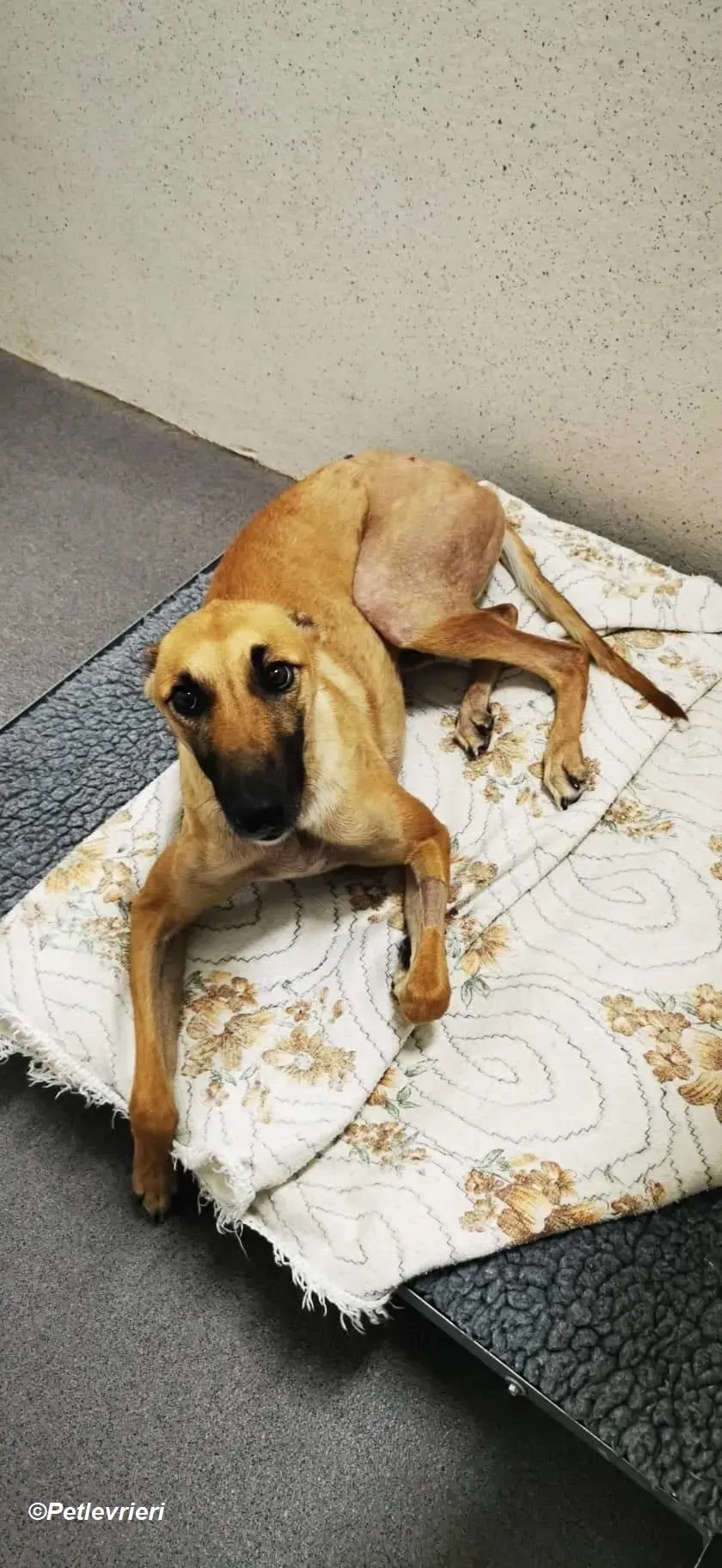 Hope adozione levrieri greyhound 3