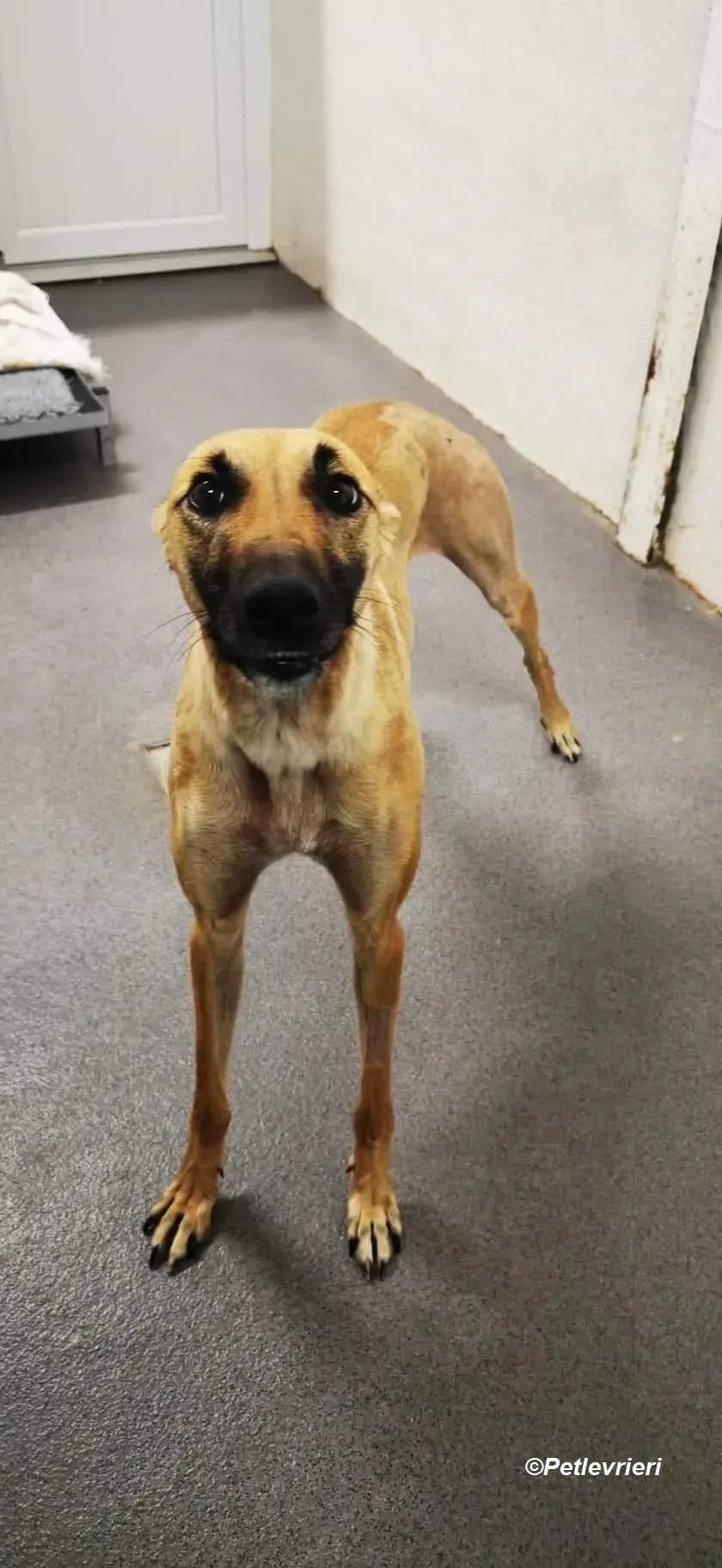 Hope adozione levrieri greyhound 5