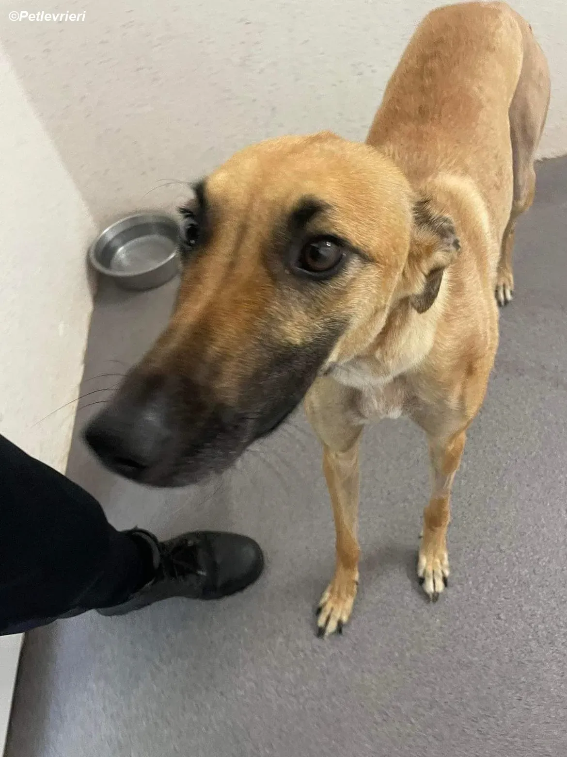 Hope adozione levrieri greyhound 6