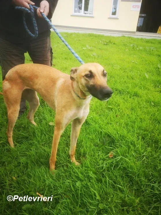 Hope adozione levrieri greyhound 9