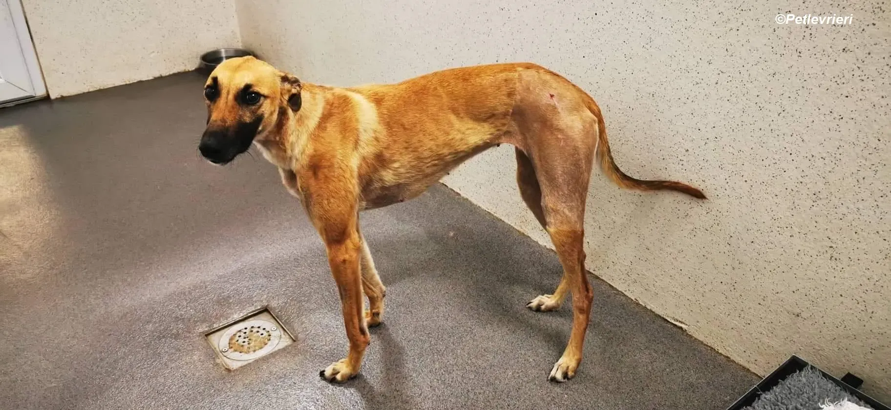 Hope adozione levrieri greyhound 4