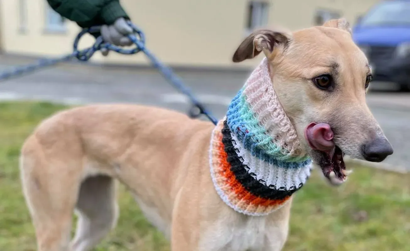 Hope adozione levrieri greyhound 6 e1612946603615