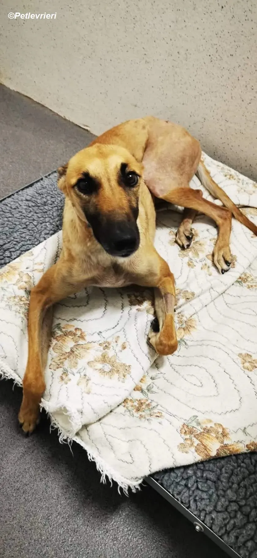 Hope adozione levrieri greyhound 1