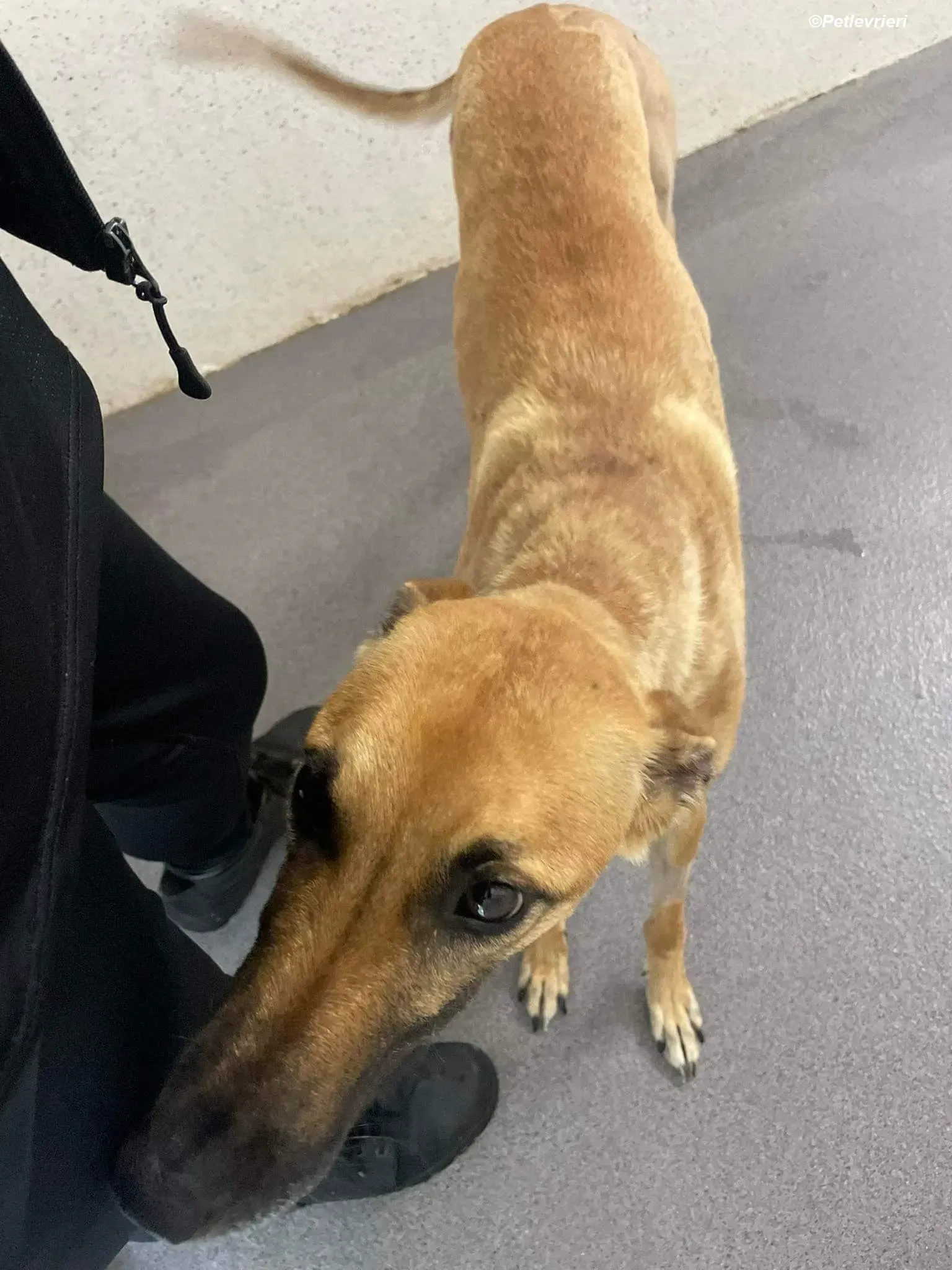 Hope adozione levrieri greyhound 7