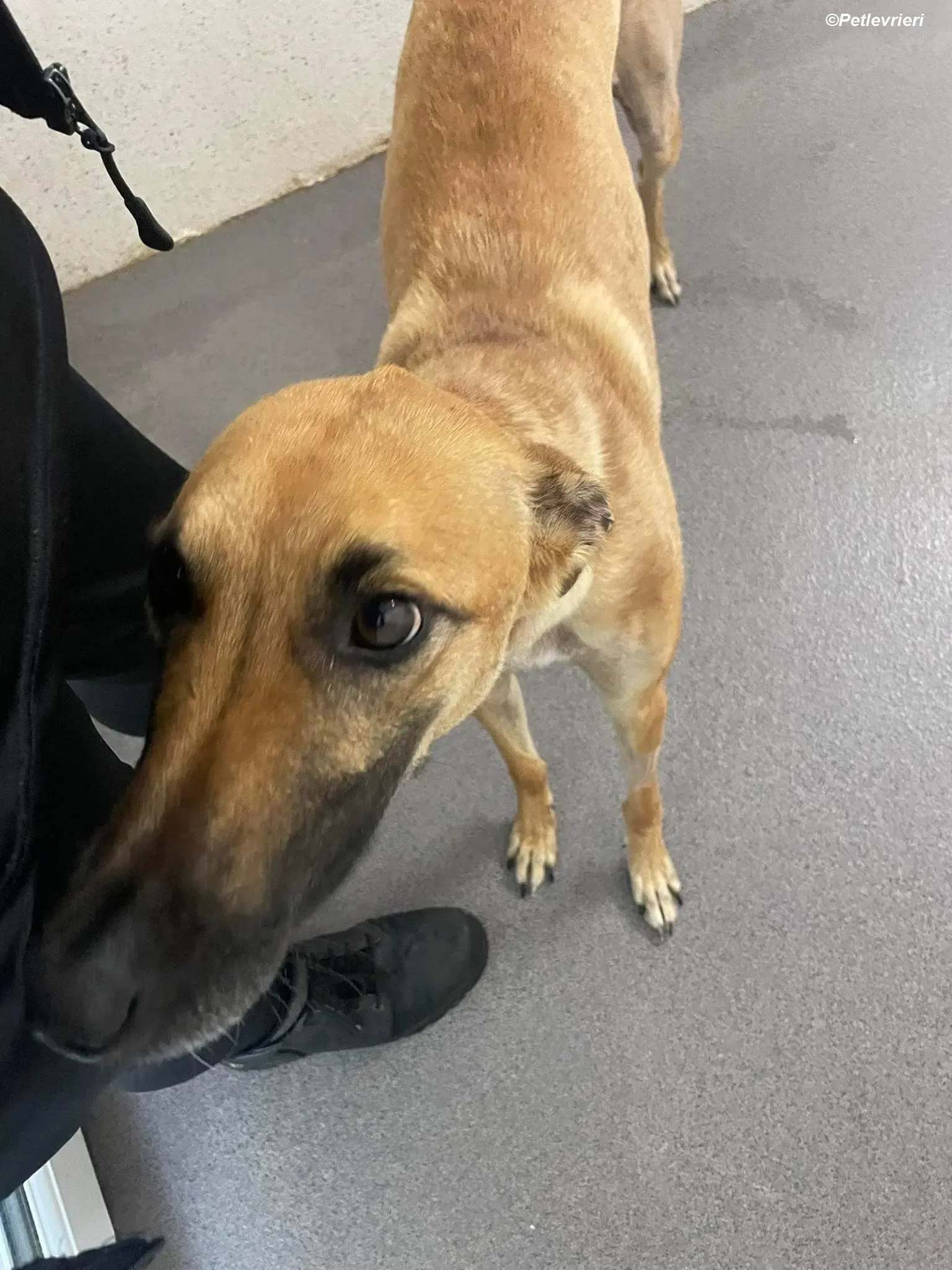 Hope adozione levrieri greyhound 8