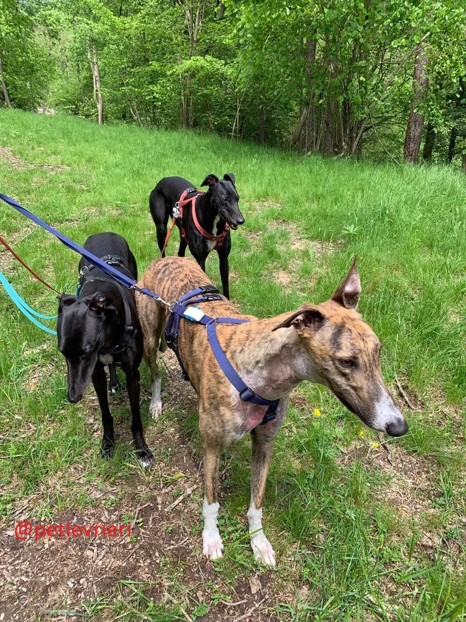 Hopper adozione levrieri greyhound 30