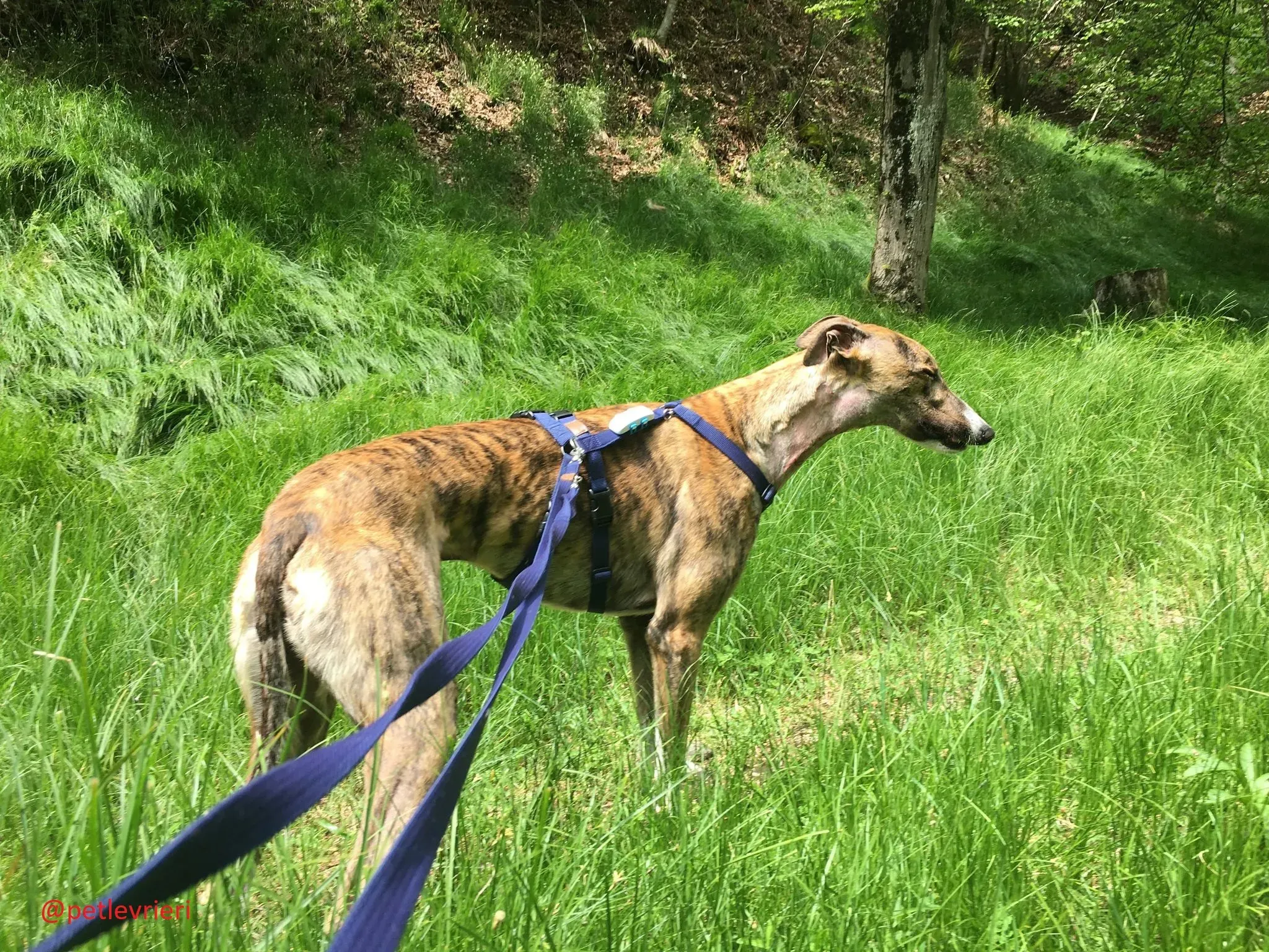 Hopper adozione levrieri greyhound 36