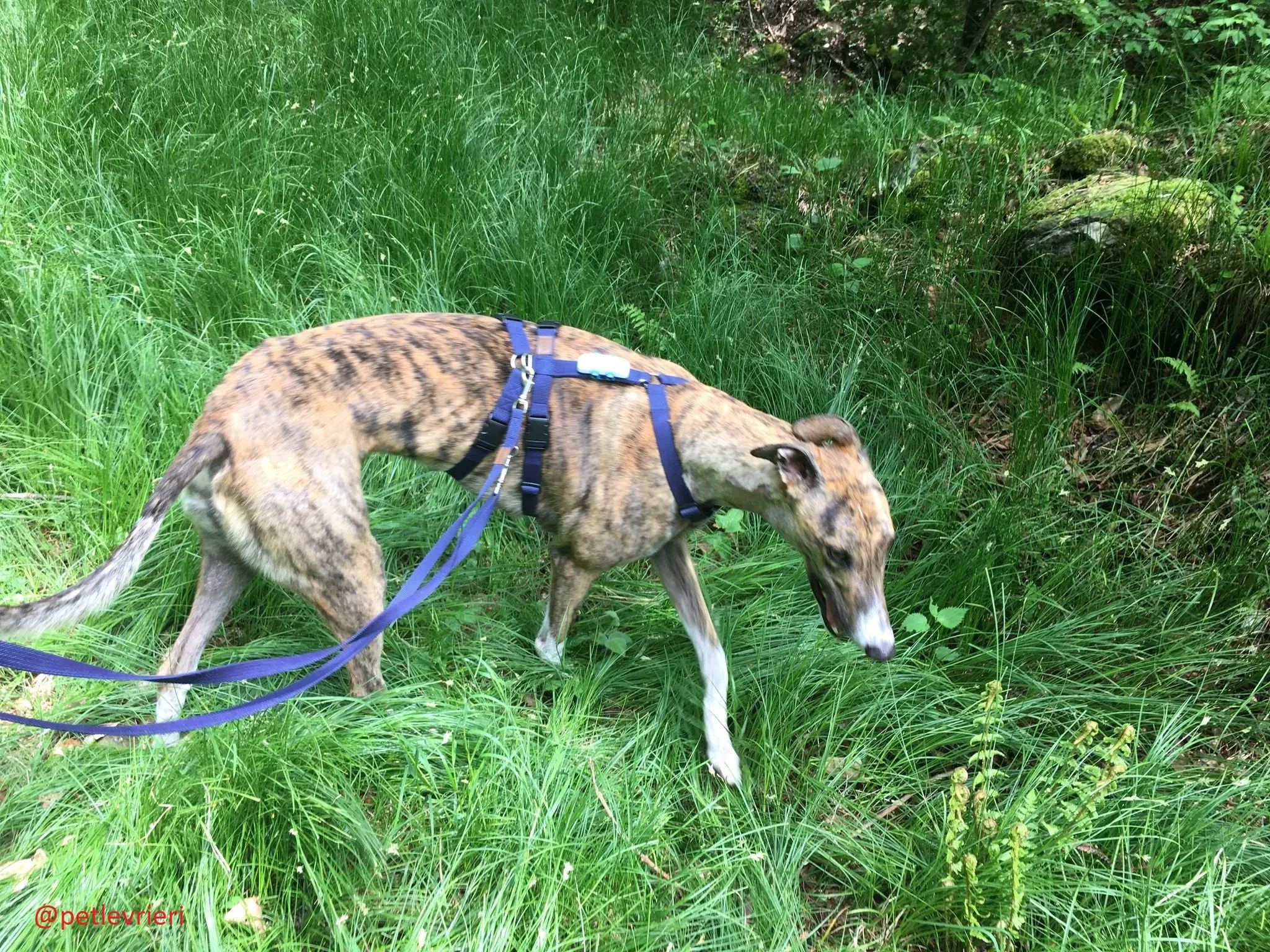 Hopper adozione levrieri greyhound 37