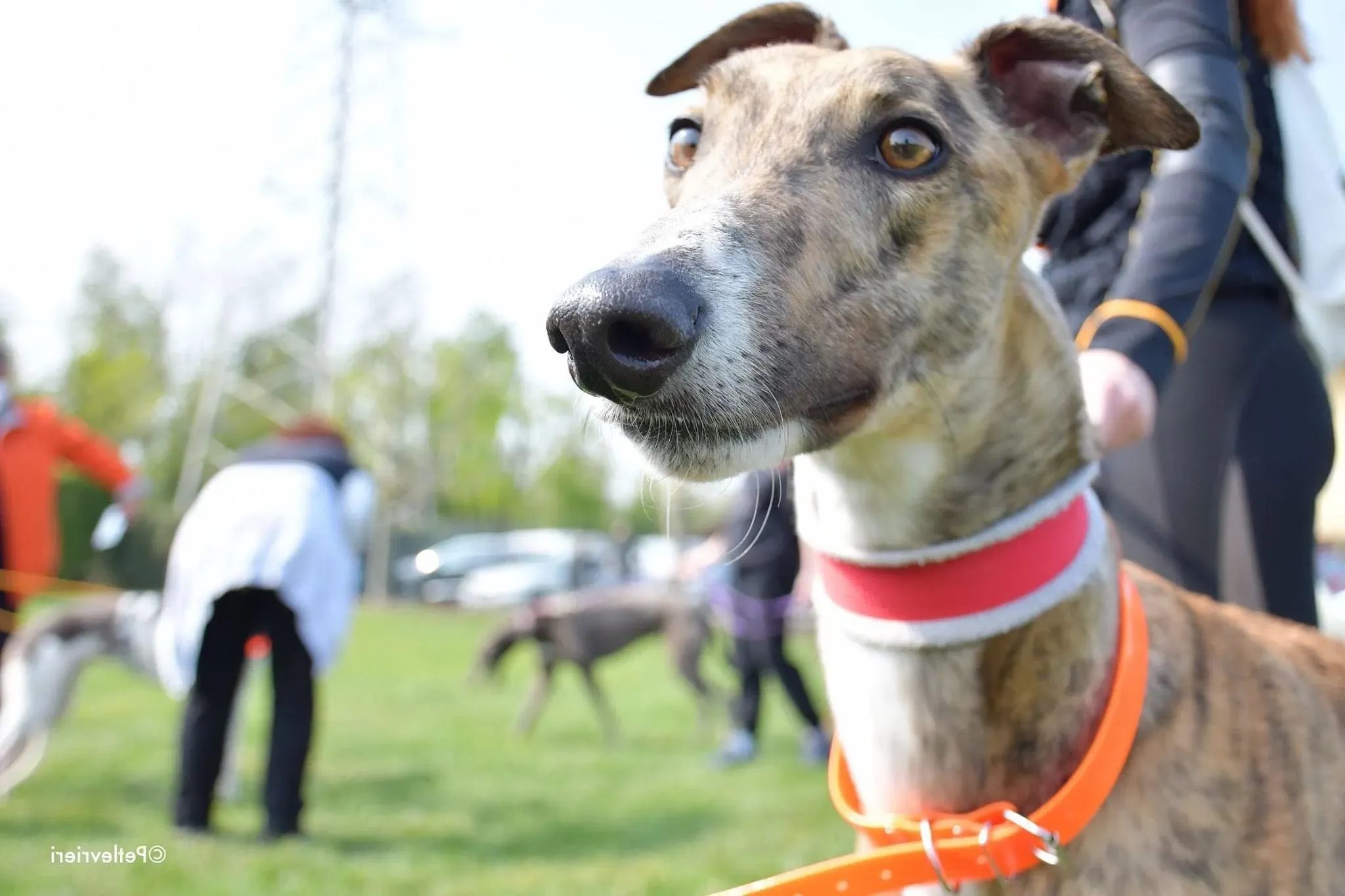 Hopper greyhound adozionelevrieri 1day 1