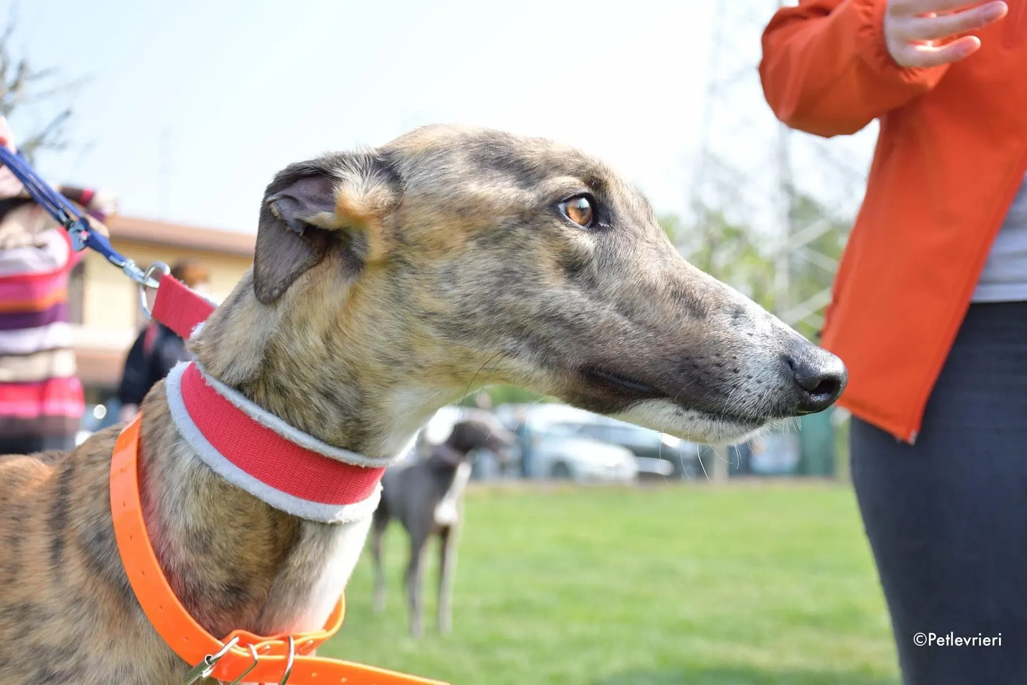 Hopper greyhound adozionelevrieri 1day 2