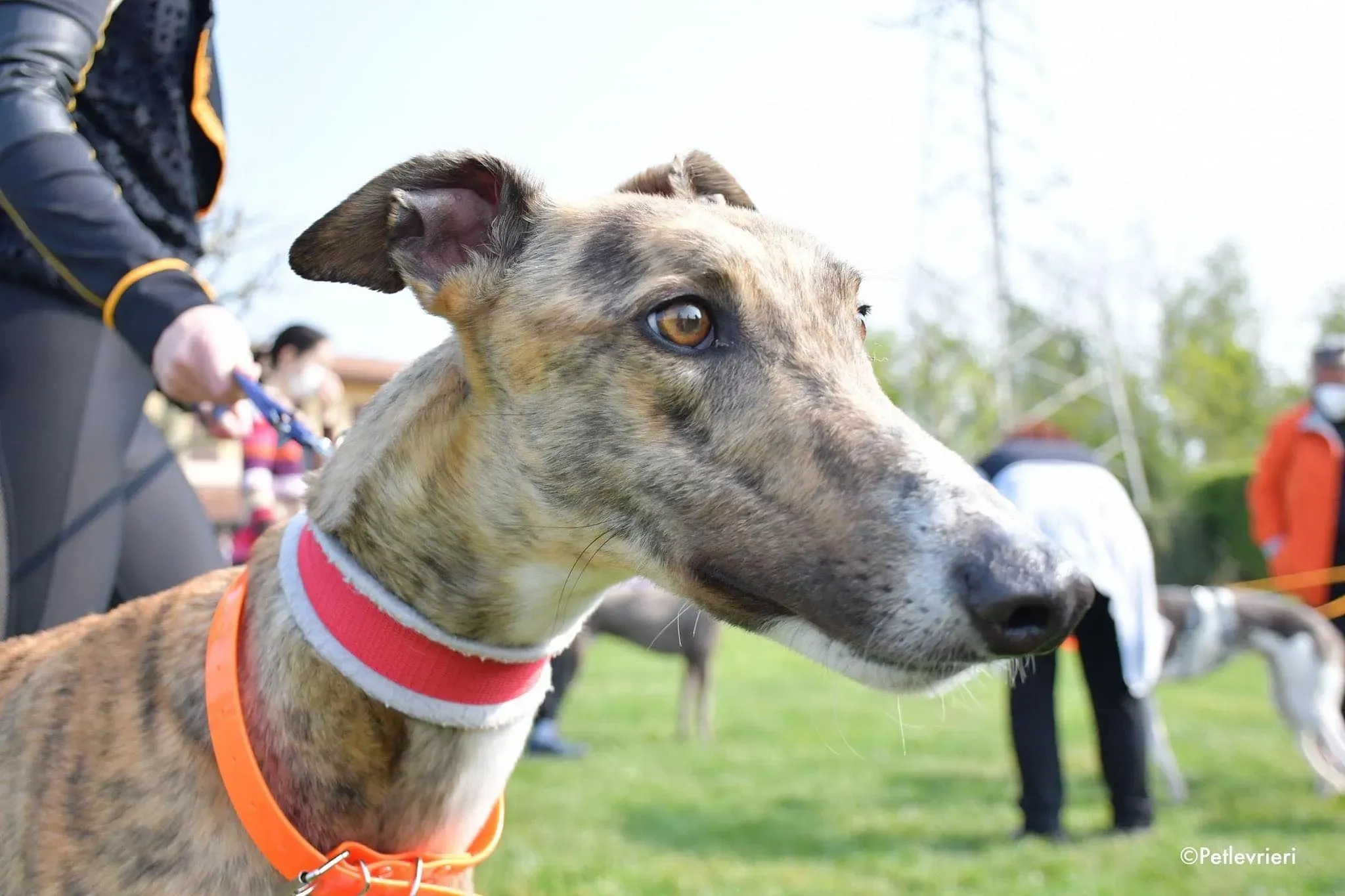 Hopper greyhound adozionelevrieri 1day 3