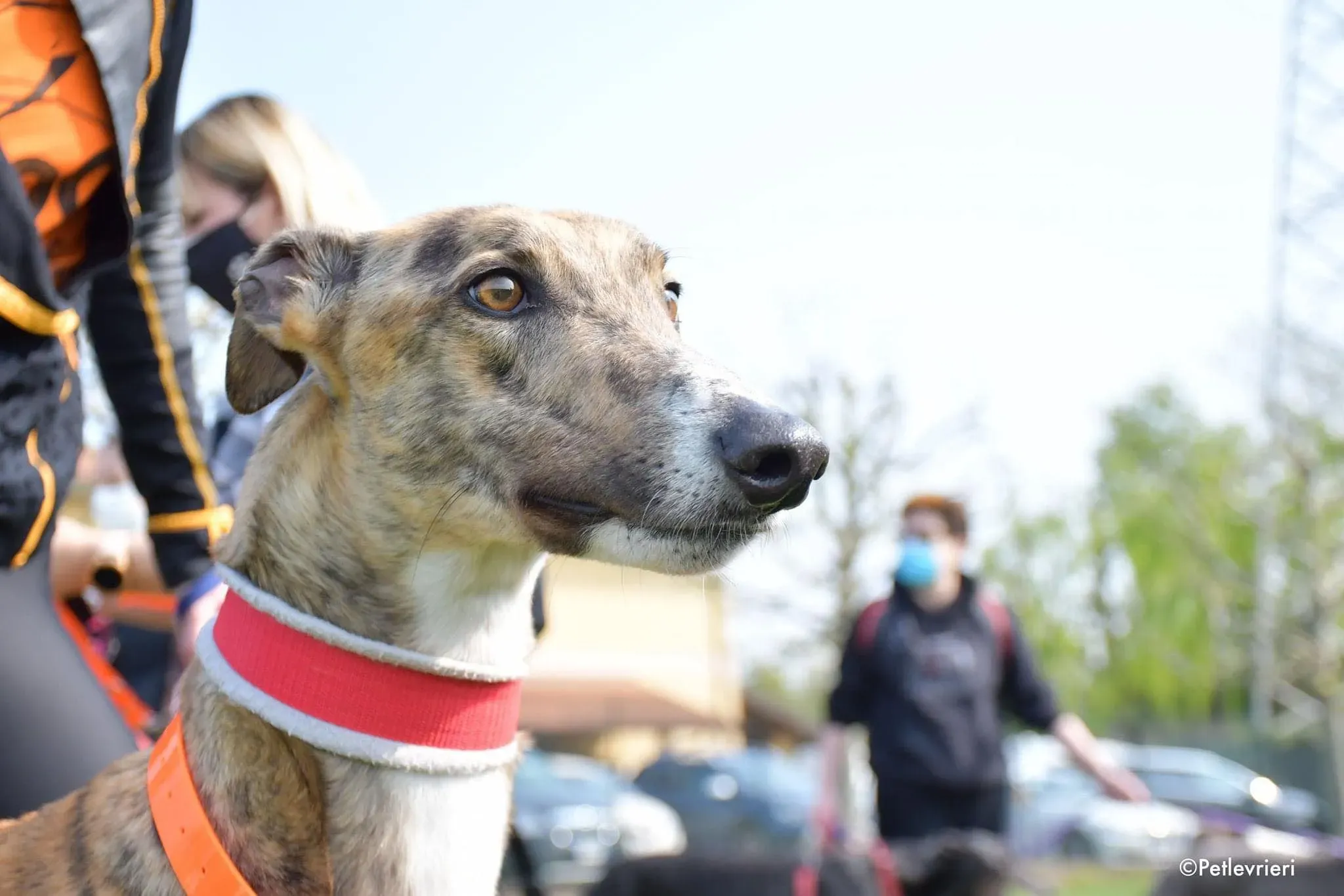 Hopper greyhound adozionelevrieri 1day 4