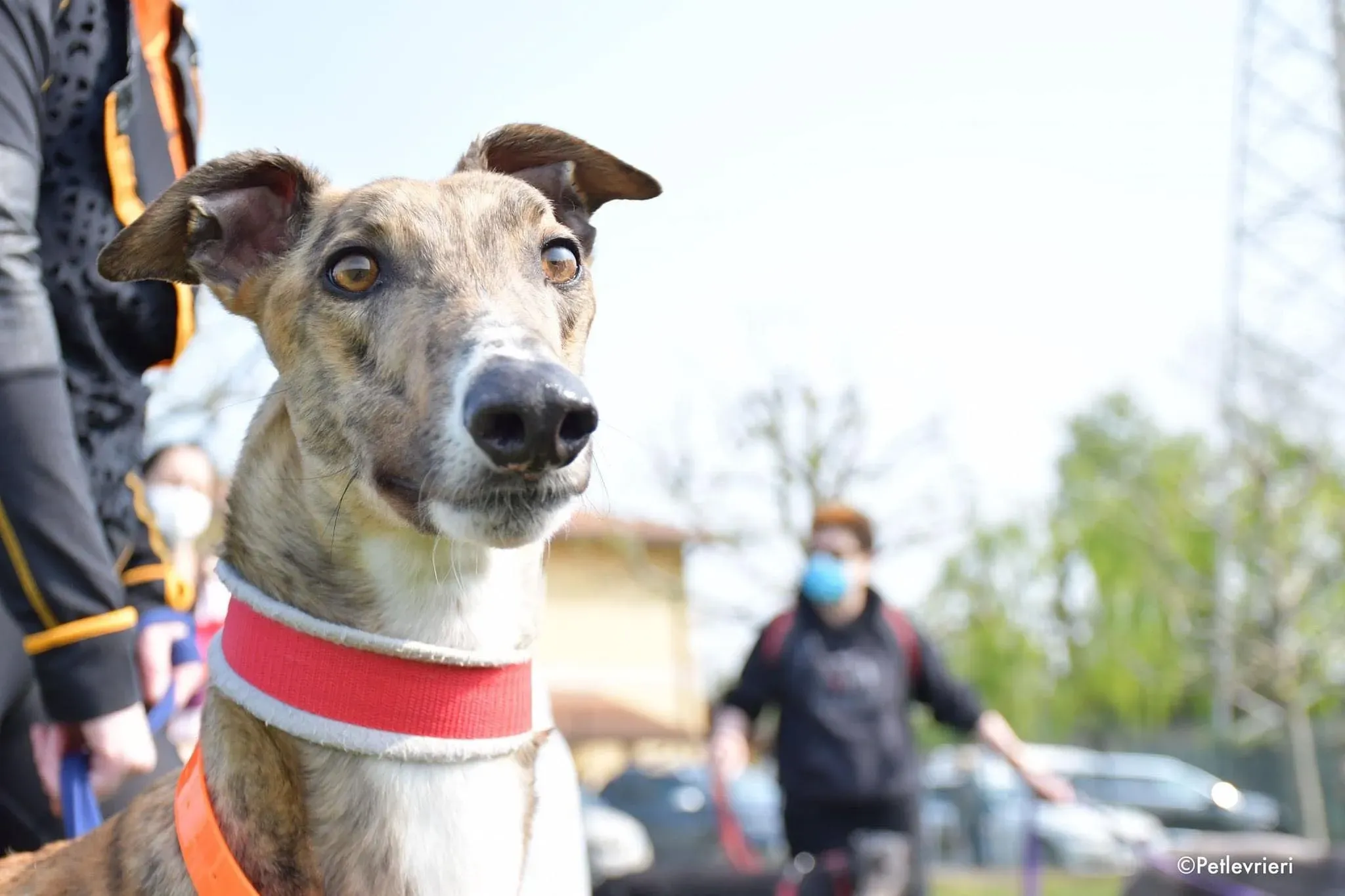 Hopper greyhound adozionelevrieri 1day 5