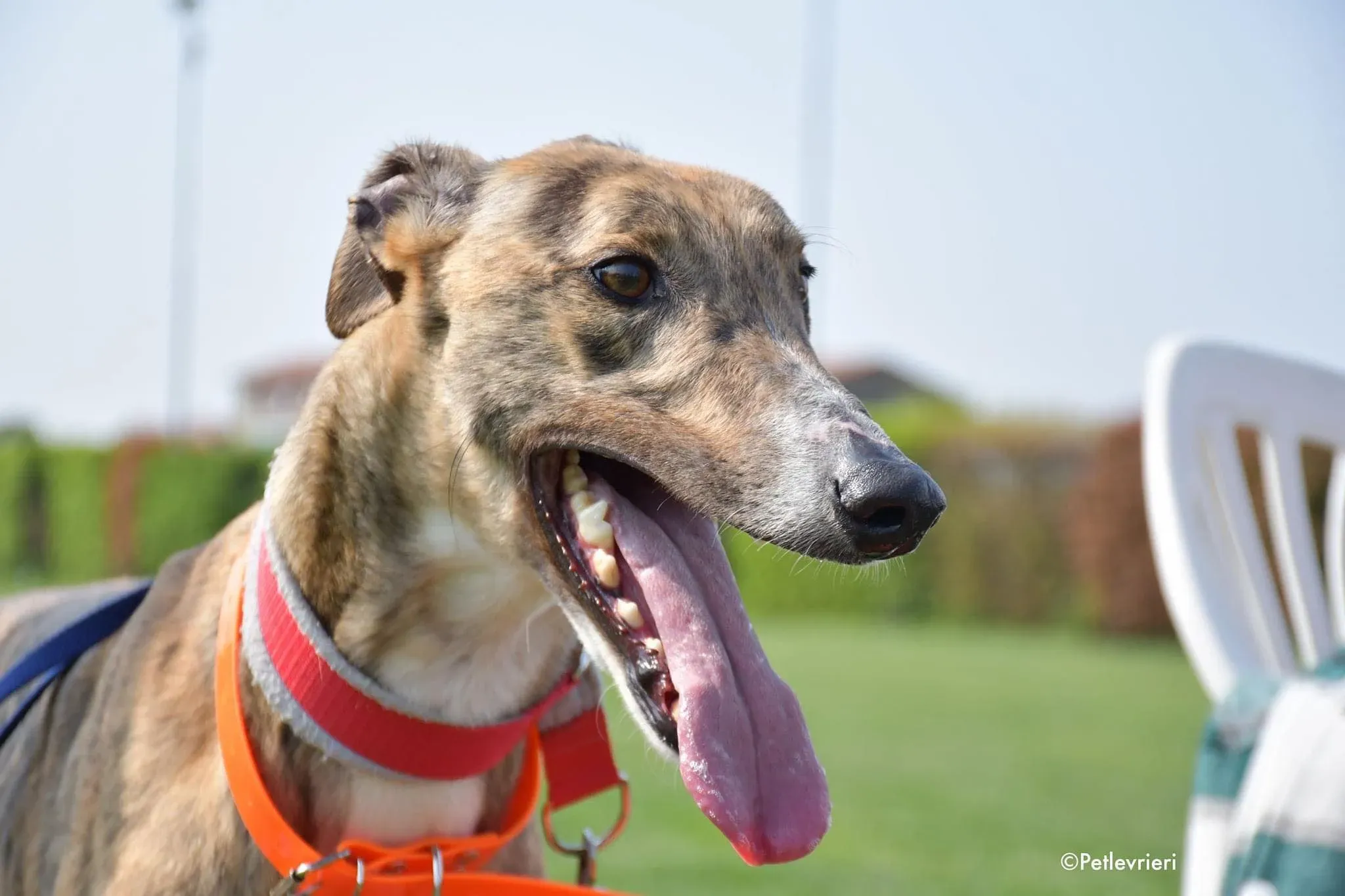 Hopper greyhound adozionelevrieri 1day 6