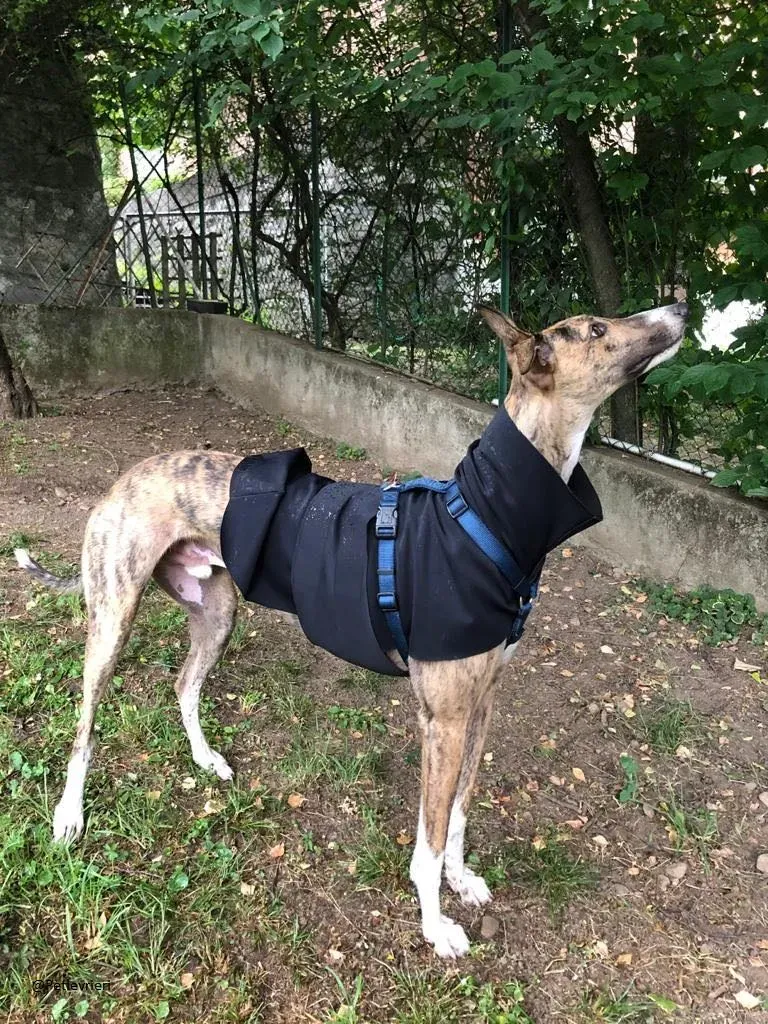 Hopper Greyhound   Fosterhome adozione levrieri 1