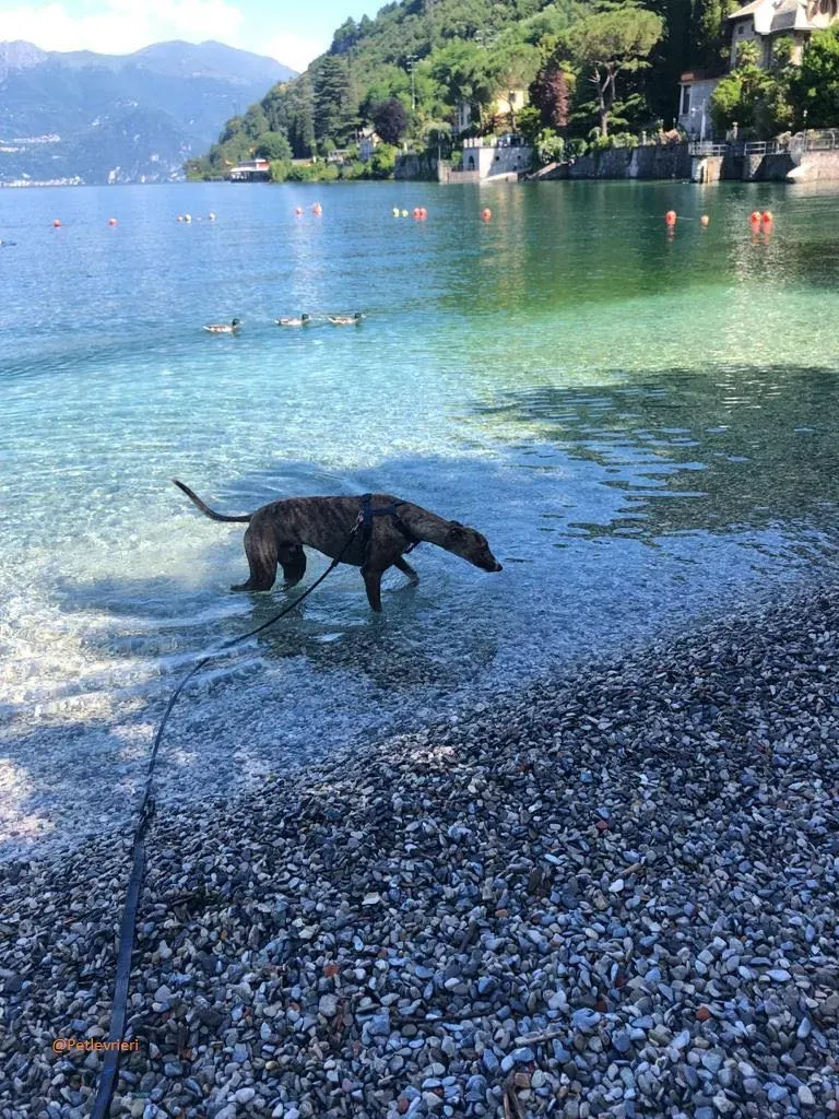 Hopper Greyhound   Fosterhome adozione levrieri 2