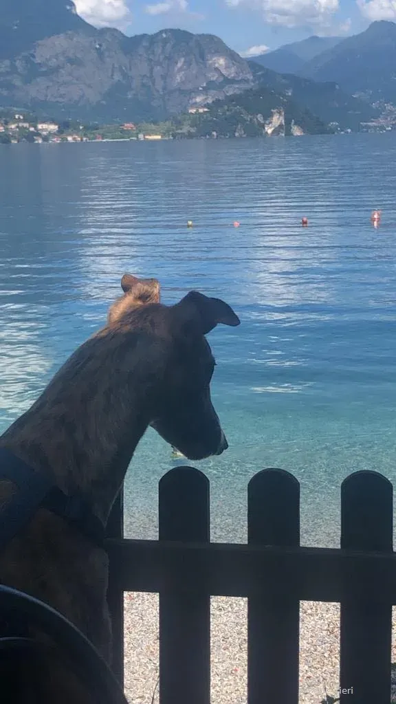 Hopper Greyhound   Fosterhome adozione levrieri 3