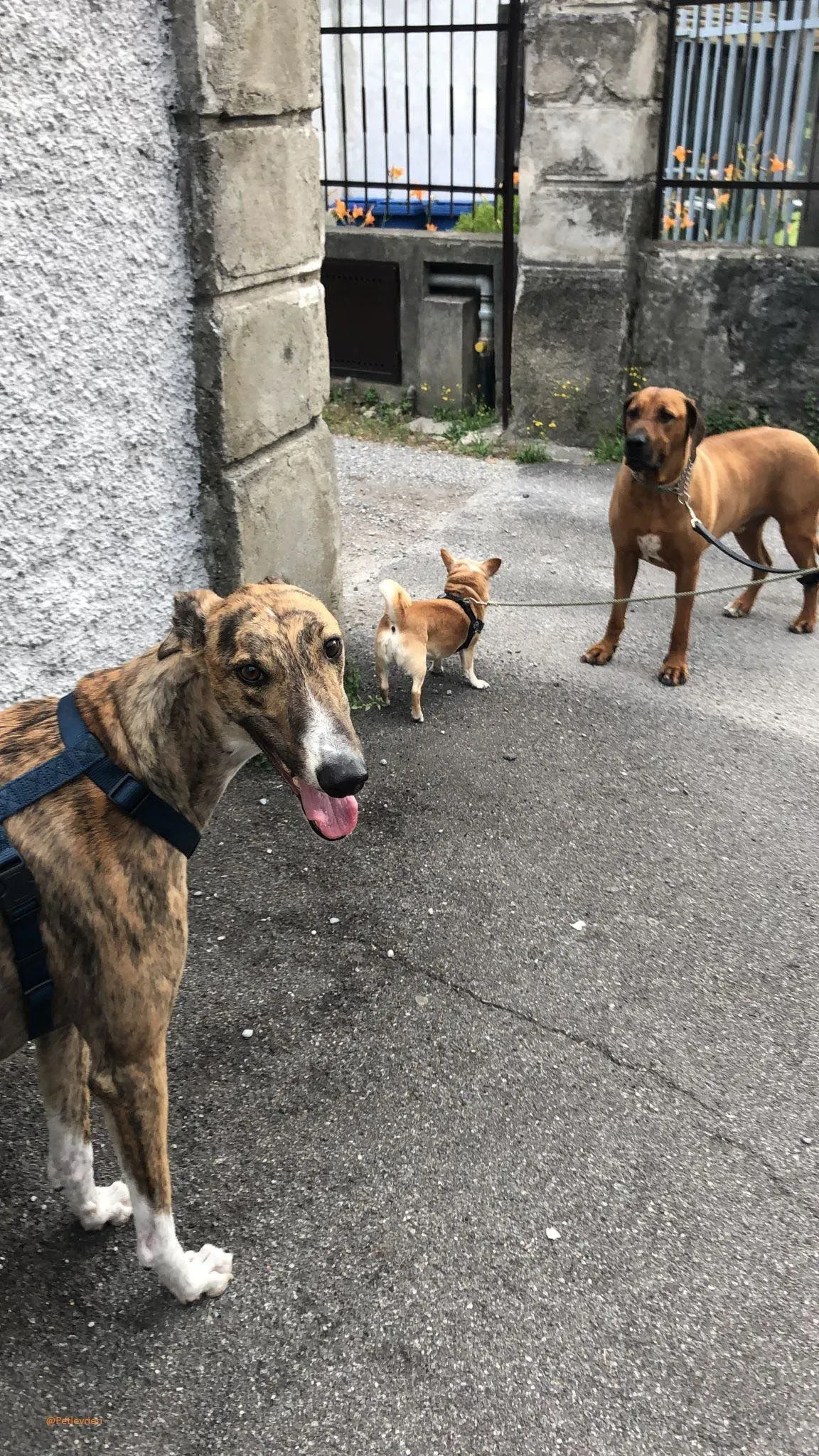 Hopper Greyhound   Fosterhome adozione levrieri 4