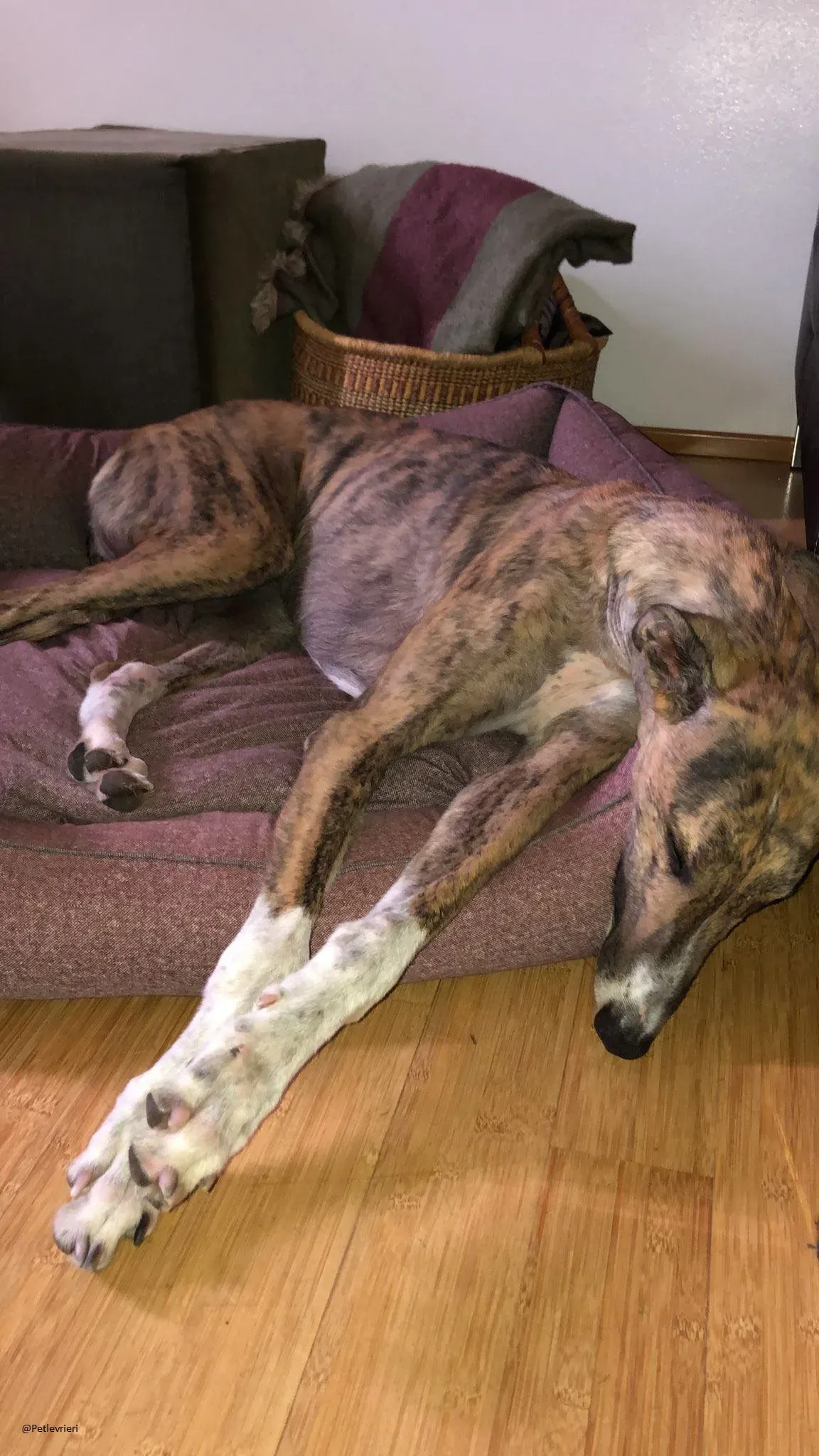 Hopper Greyhound   Fosterhome adozione levrieri 5