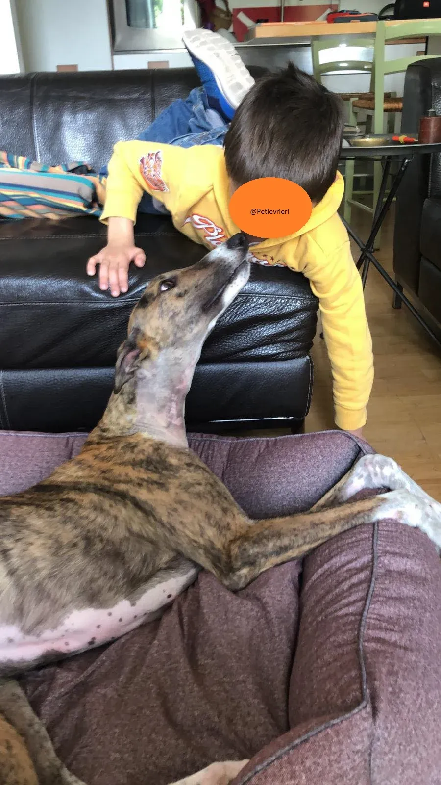 Hopper Greyhound   Fosterhome adozione levrieri 6