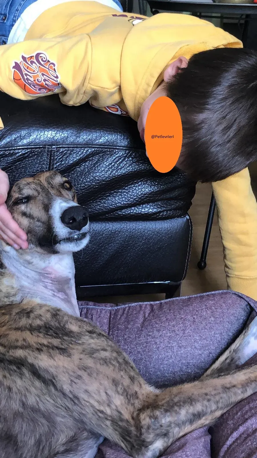 Hopper Greyhound   Fosterhome adozione levrieri 7