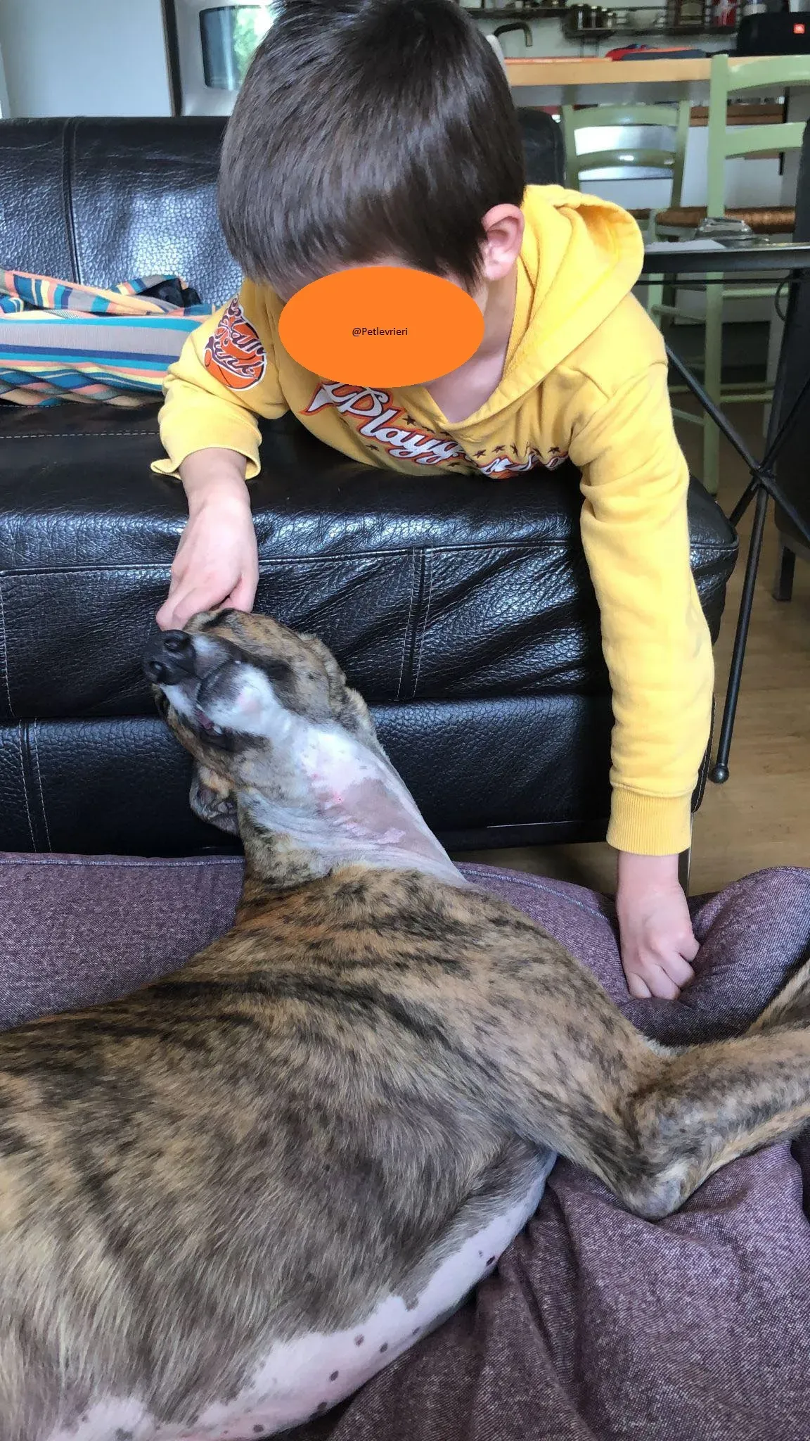 Hopper Greyhound   Fosterhome adozione levrieri 8