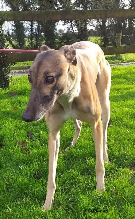 Horgie greyhound adozioni pet levrieri 1