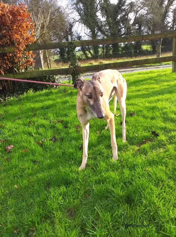Horgie greyhound adozioni pet levrieri 2