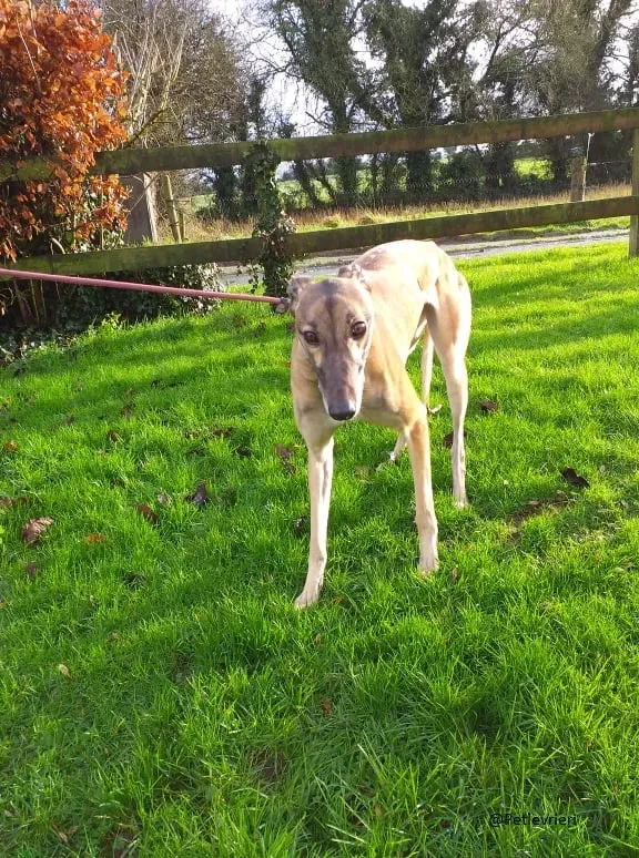 Horgie greyhound adozioni pet levrieri 3
