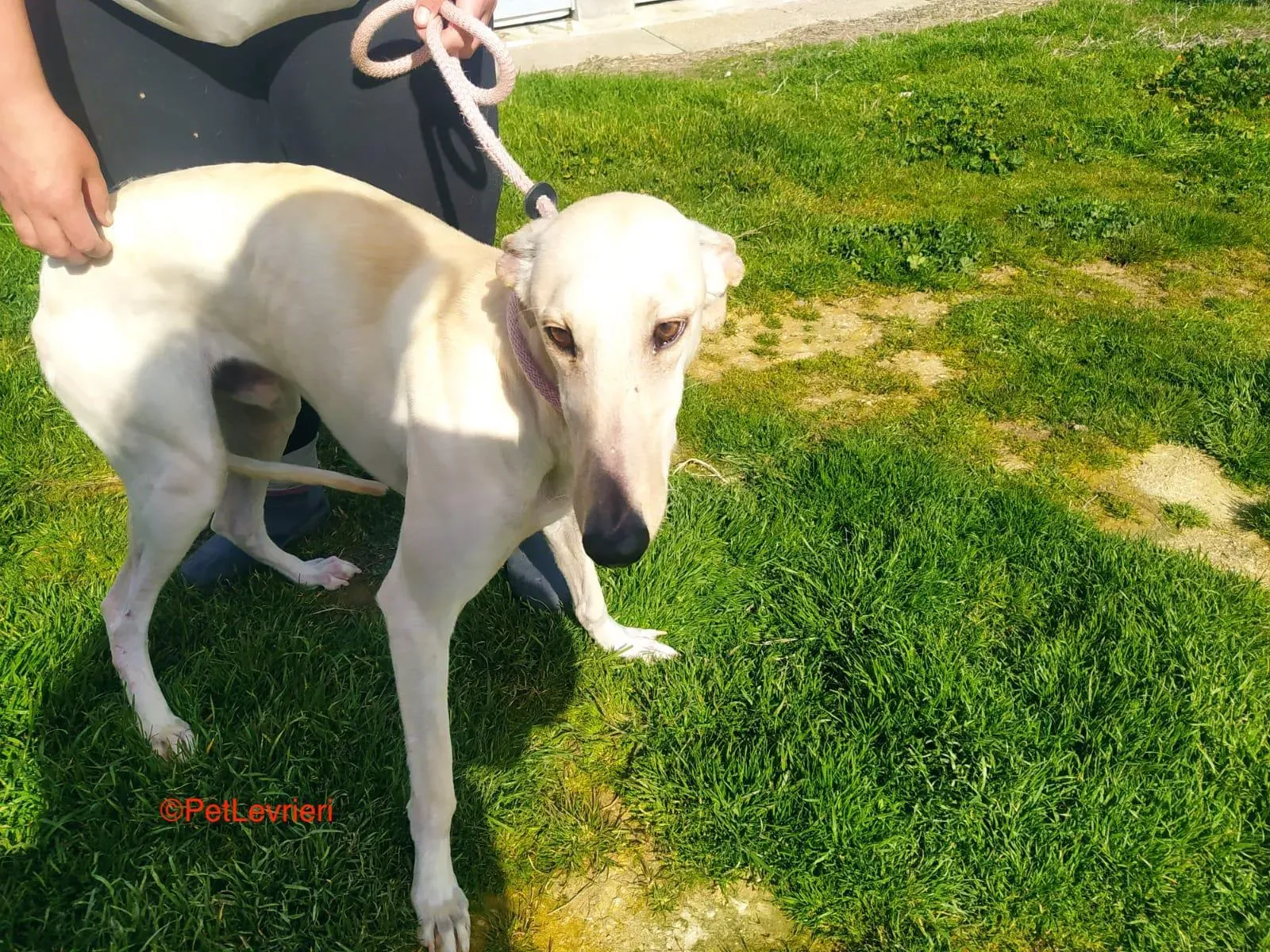 Horus adozione levrieri galgo 1