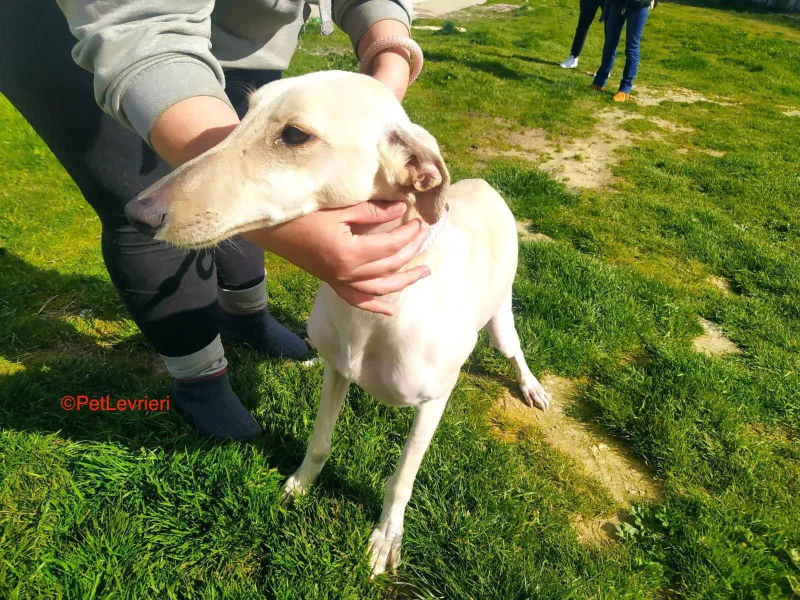 Horus adozione levrieri galgo 2