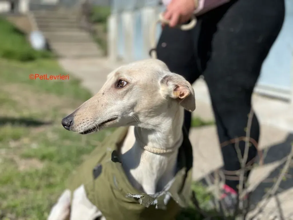 Horus adozione levrieri galgo 3jpg