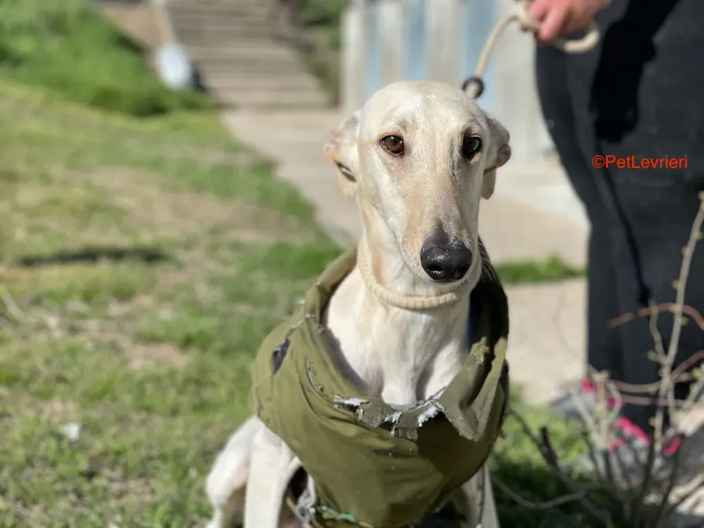 Horus adozione levrieri galgo 4
