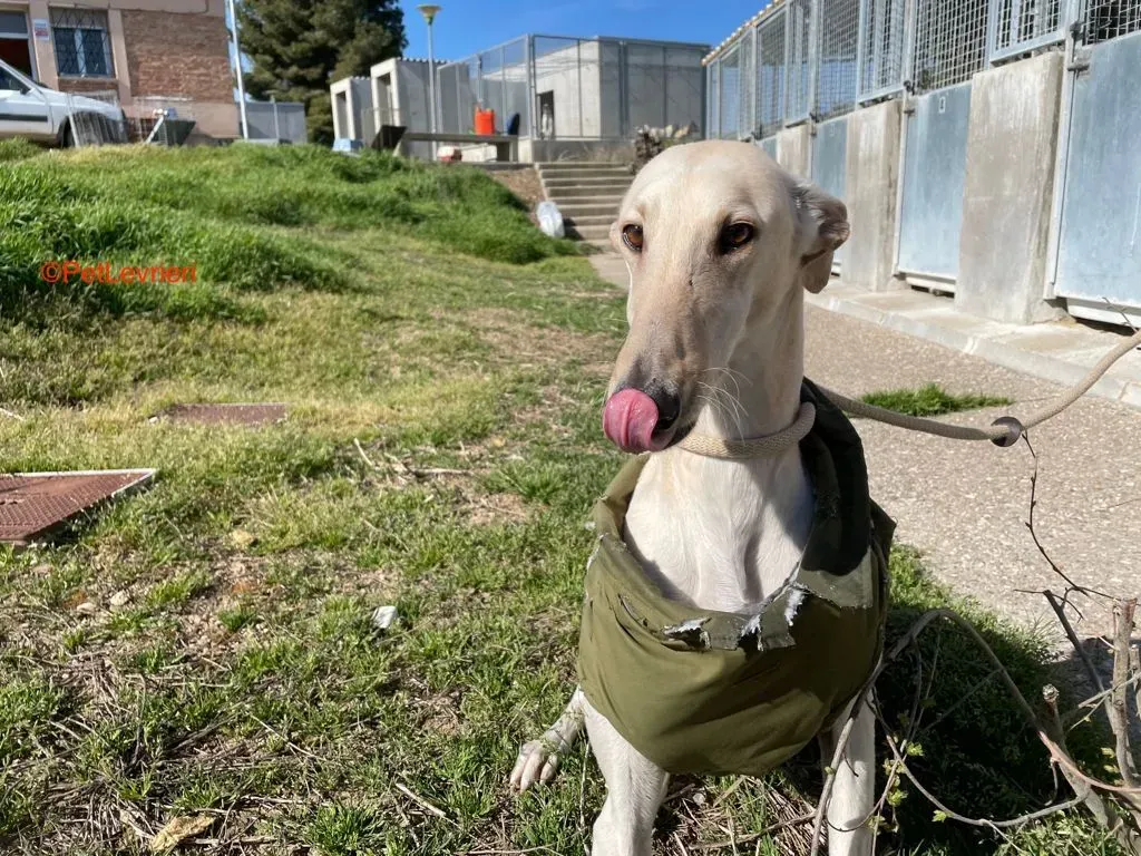 Horus adozione levrieri galgo 5