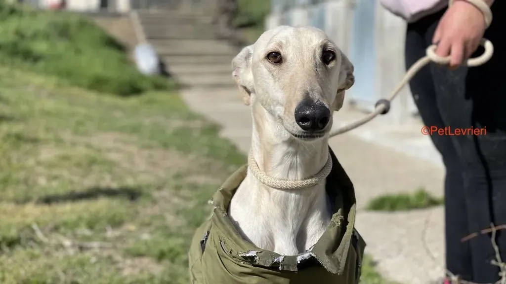 Horus adozione levrieri galgo 6