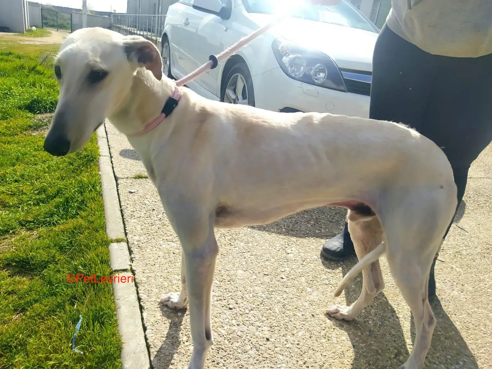 Horus adozione levrieri galgo 3