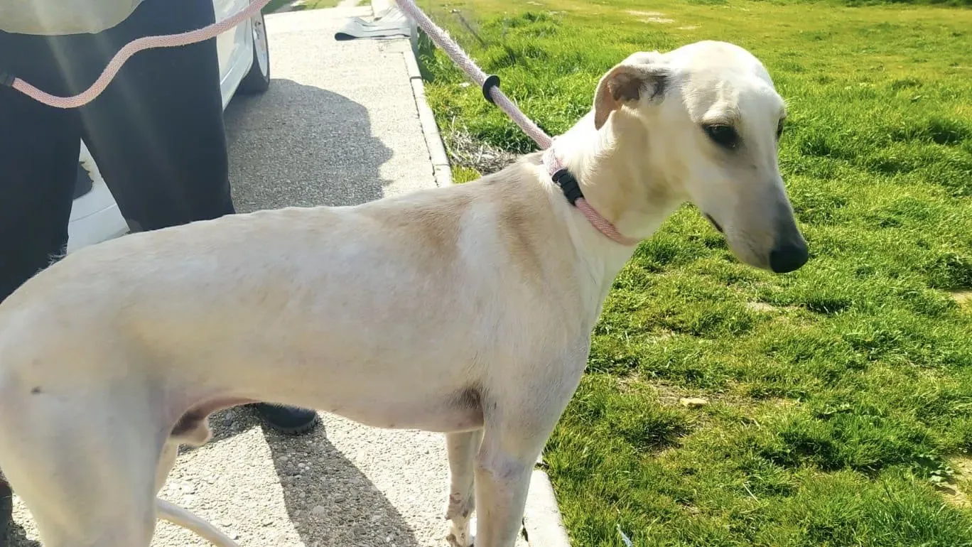 Horus adozione levrieri galgo 4