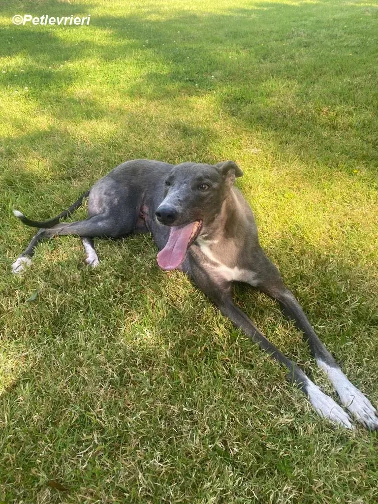 Hoshi adozione levrieri greyhound 1