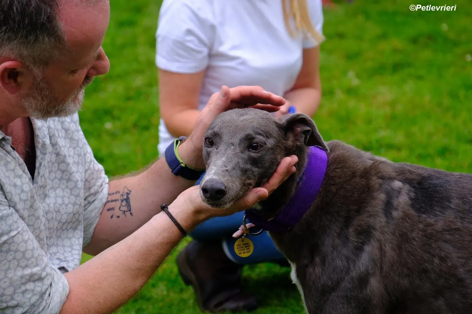Hoshi adozione levrieri greyhound 10