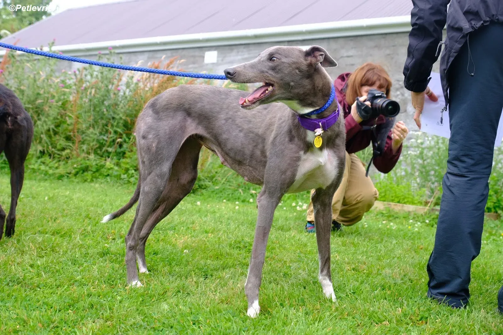 Hoshi adozione levrieri greyhound 11