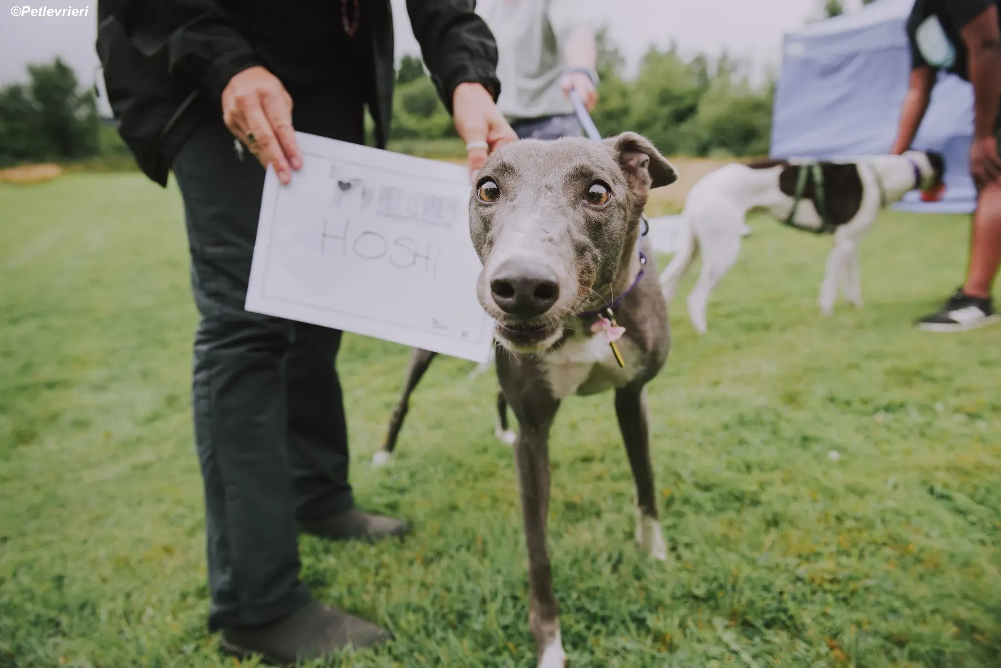 Hoshi adozione levrieri greyhound 12