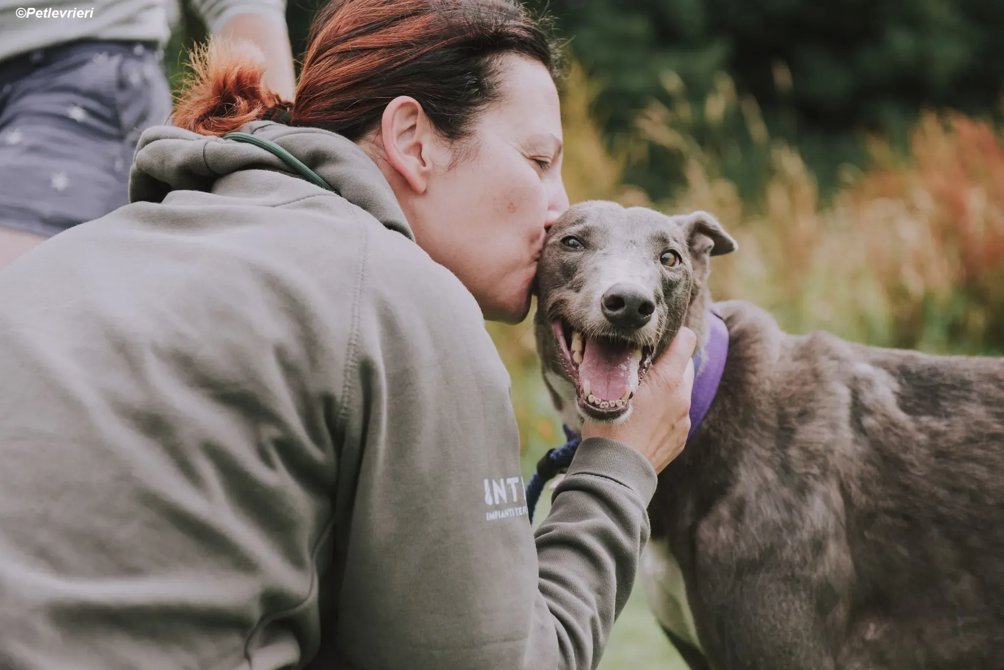 Hoshi adozione levrieri greyhound 13