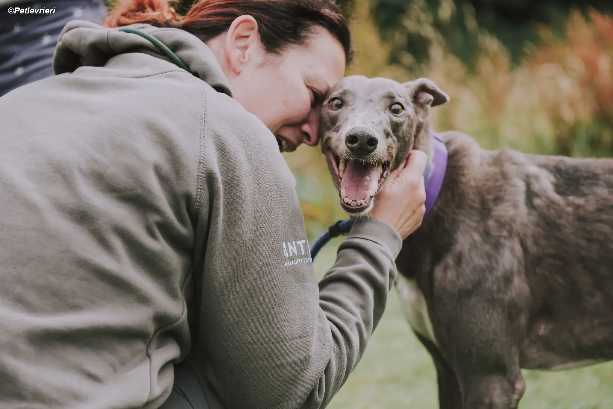 Hoshi adozione levrieri greyhound 14