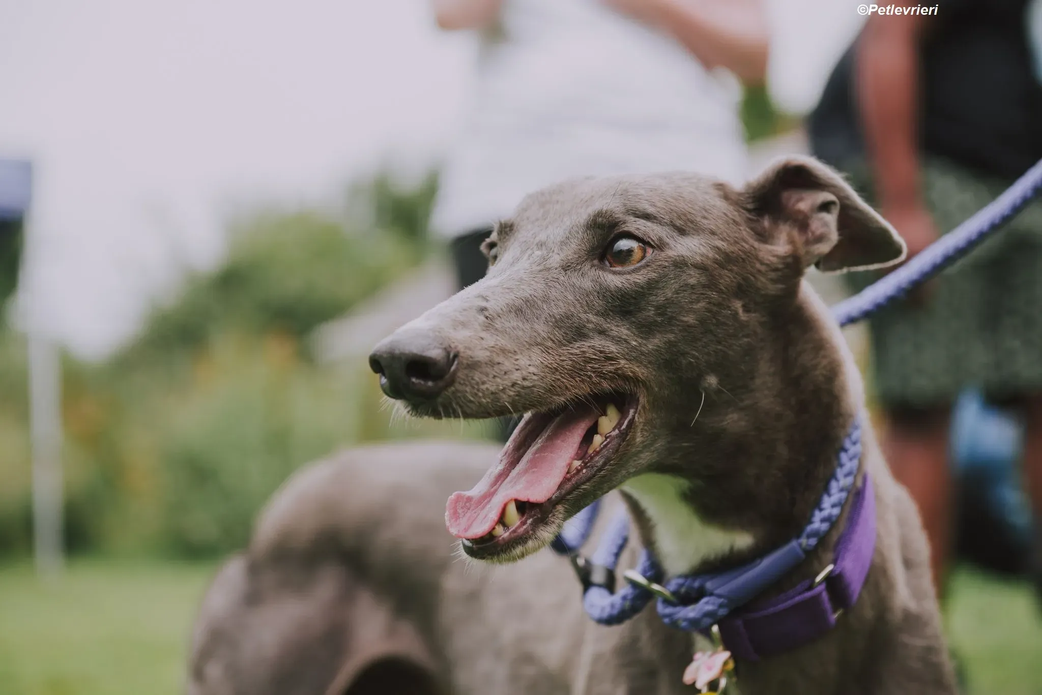 Hoshi adozione levrieri greyhound 15